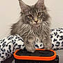 cat, kitten, gray, fluffy, ears, paws, blanket, leopard_print, device, orange, black, curious, cute, pet, indoor, fur, whiskers, face, resting, animal