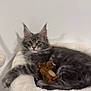 kitten, cat, gray_fur, fluffy, pet_bed, stuffed_toy, beaver_toy, relaxed, indoors, cute, animal, feline, young_cat, soft_texture, cozy, whiskers, ears, looking_at_camera, resting, fur