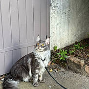 Wally participe au concours pour gagner de l'argent avec cette photo : cat, fluffy, gray, yellow_eyes, sitting, leash, harness, concrete, gate, wooden, wall, plants, rocks, outdoor, pet, animal, curious, feline, fur, nature