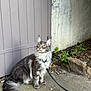 cat, fluffy, gray, yellow_eyes, sitting, leash, harness, concrete, gate, wooden, wall, plants, rocks, outdoor, pet, animal, curious, feline, fur, nature