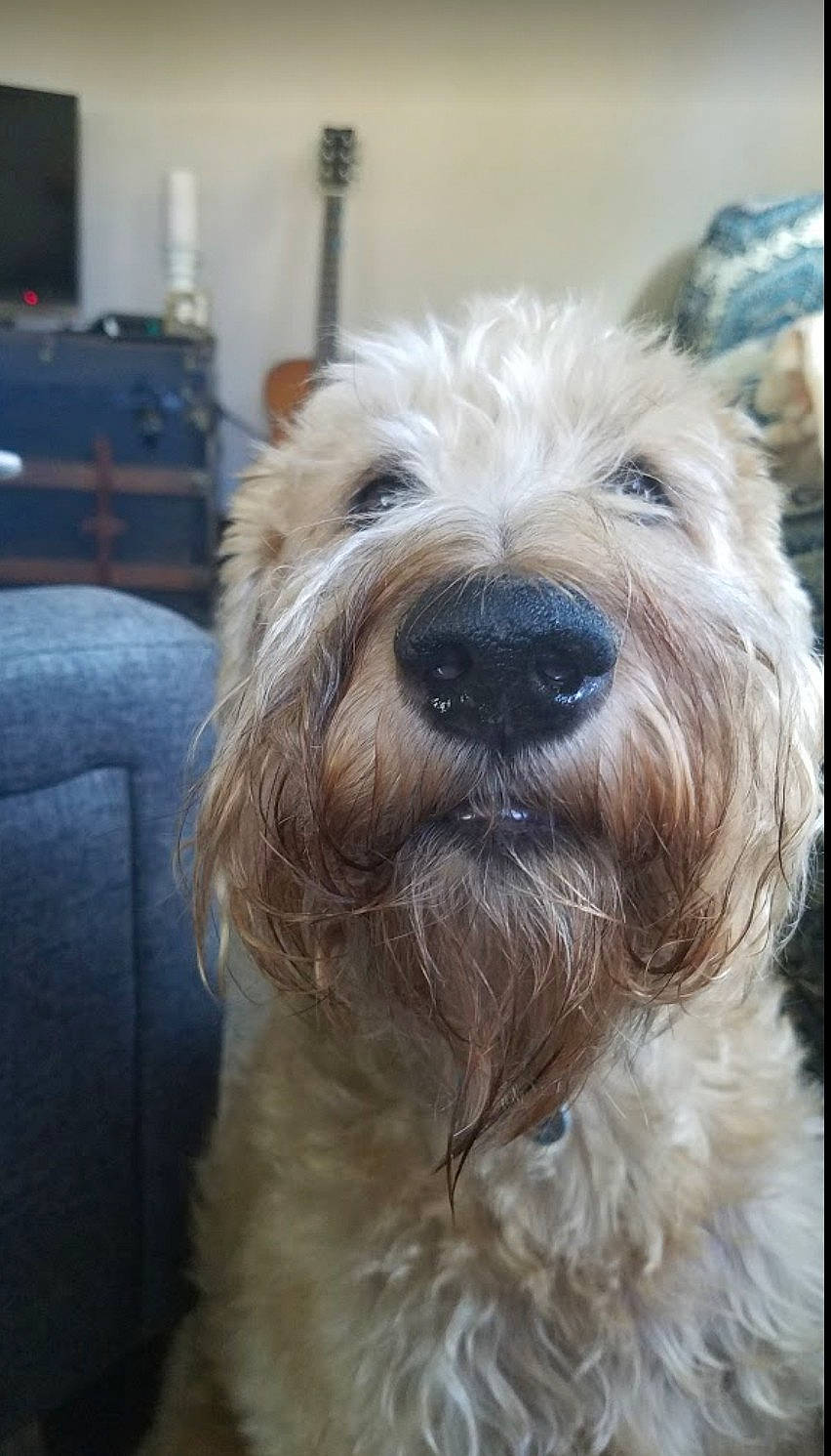 Rocco joined the competition — help win amazing prizes! cairn_terrier, canidae, carnivore, catalan_sheepdog, companion_dog, dog, dog_breed, dutch_smoushond, glen_of_imaal_terrier, irish_soft_coated_wheaten_terrier, mammal, rare_breed_dog, sapsali, small_terrier, snout, sporting_group, sporting_lucas_terrier, terrier, vertebrate, west_highland_white_terrier