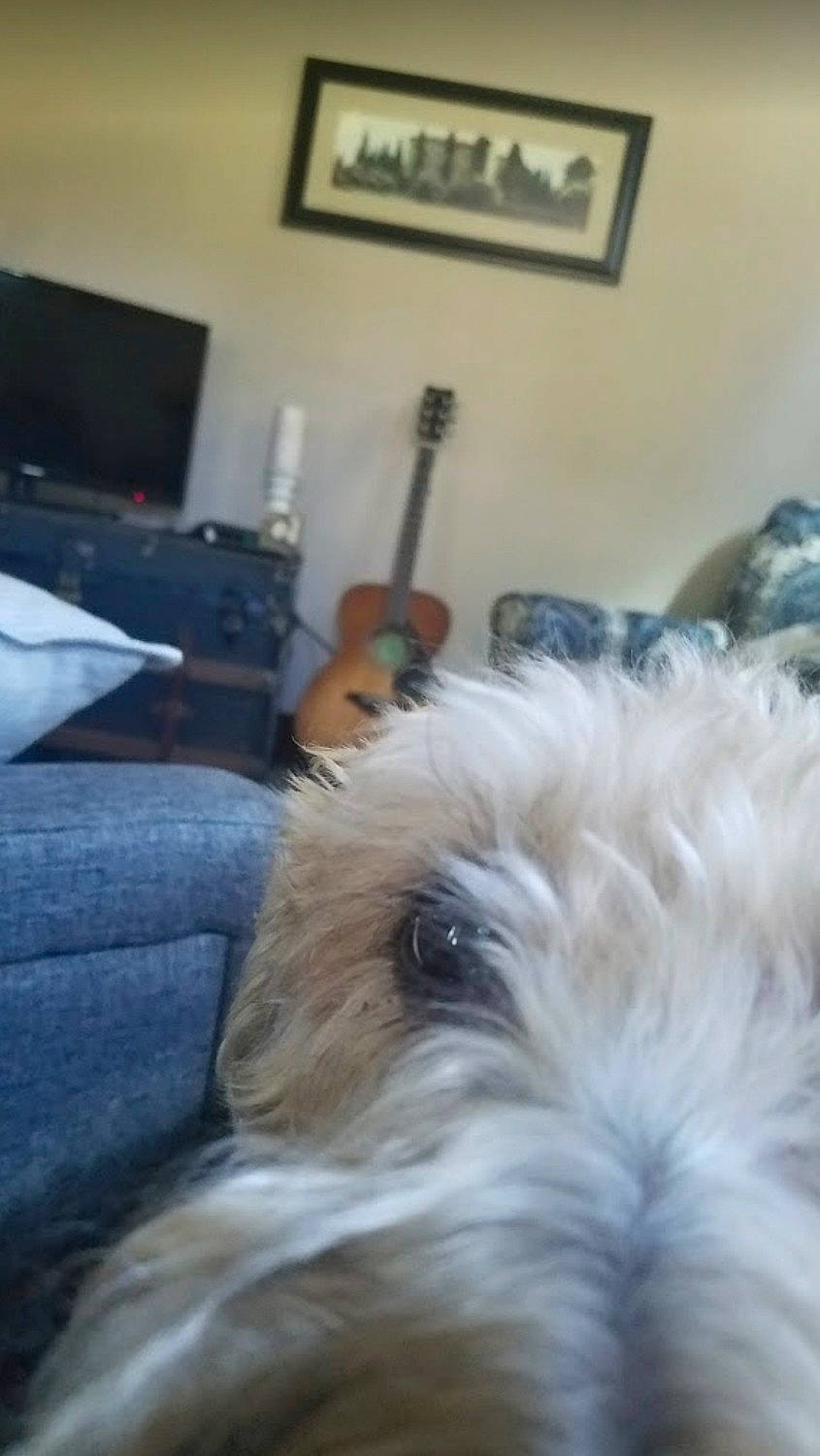 Rocco is registered to the contest to win money with this photo: canidae, carnivore, cockapoo, companion_dog, dog, dog_breed, glen_of_imaal_terrier, irish_soft_coated_wheaten_terrier, lhasa_apso, maltese, mammal, morkie, puppy, schnoodle, shih_tzu, sporting_lucas_terrier, terrier, tibetan_terrier, toy_dog, yorkshire_terrier