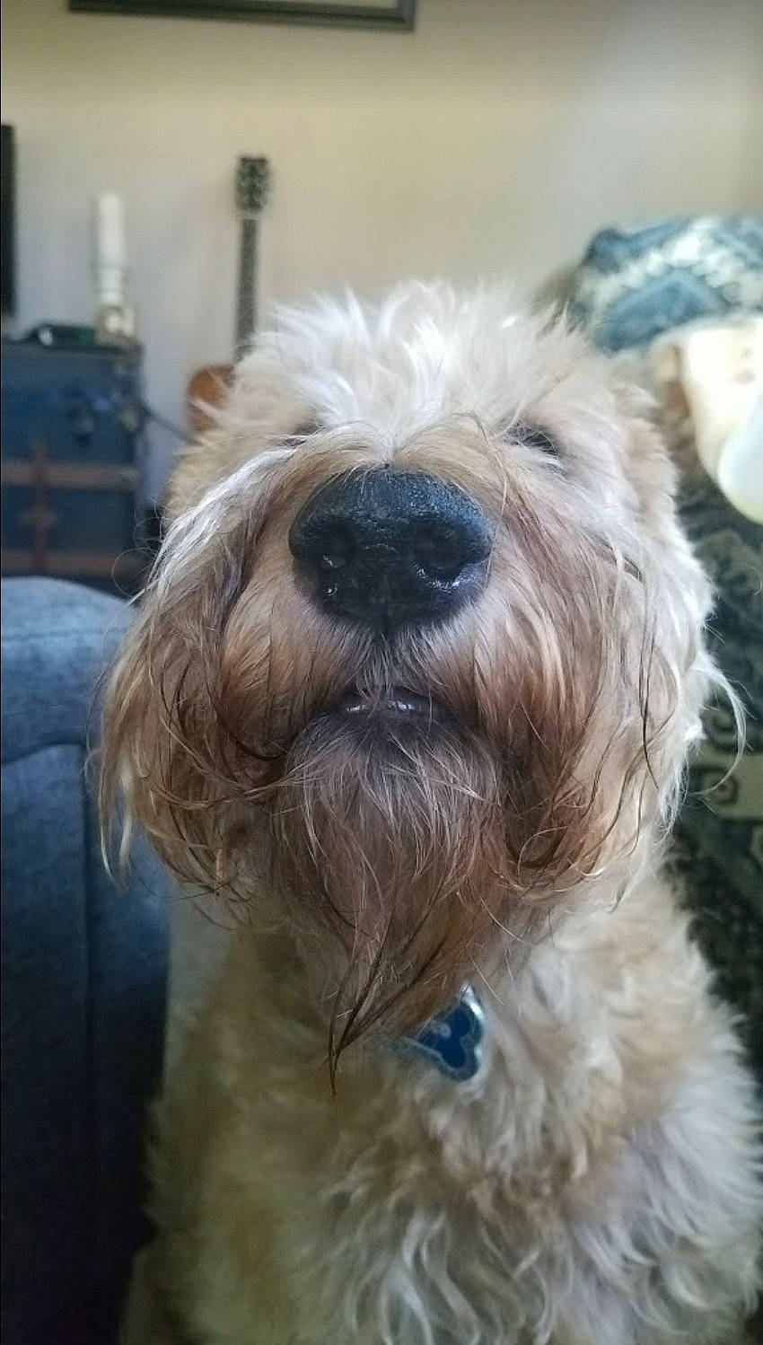 Rocco is registered to the contest to win money with this photo: canidae, carnivore, catalan_sheepdog, companion_dog, dog, dog_breed, dutch_smoushond, glen_of_imaal_terrier, irish_soft_coated_wheaten_terrier, mammal, miniature_schnauzer, sapsali, schnoodle, sealyham_terrier, small_terrier, snout, sporting_lucas_terrier, terrier, tibetan_terrier, vertebrate