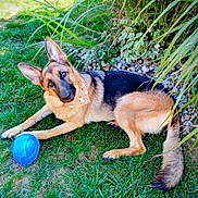 Bailey is registered to the contest to win money with this photo: german_shepherd, dog, grass, outdoor, pet, bandana, blue_ball, play, laying_down, greenery, plants, rocks, nature, canine, animal, ears, fur, tail, summer, sunlight