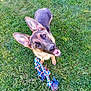 Bailey is registered to the contest to win money with this photo: dog, german_shepherd, puppy, grass, toy, rope_toy, playful, happy, outdoor, pet, animal, ears, mouth_open, looking_up, canine, mammal, nature, summer, green, young