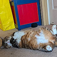 Sammy joined the competition — help win amazing prizes! cat, tabby_cat, carpet, indoor, relaxed, sprawled, belly_up, furniture, cabinet, door, yellow_bag, lego, pet, animal, fluffy, cute, paws, sleepy, home, cozy