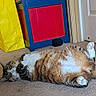 cat, tabby_cat, carpet, indoor, relaxed, sprawled, belly_up, furniture, cabinet, door, yellow_bag, lego, pet, animal, fluffy, cute, paws, sleepy, home, cozy
