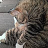 Sammy is registered to the contest to win money with this photo: tabby_cat, cat, pet, feline, indoor, couch, gray, white_paws, striped, resting, grooming, cozy, fur, domestic_animal, animal, living_room, relaxing, cute, close_up, home