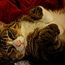 Sammy is registered to the contest to win money with this photo: cat, tabby, pet, feline, whiskers, paw, fur, relaxed, cute, domestic_animal, sleepy, closeup, indoor, red_blanket, soft, cozy, animal, laying_down, cute_pet, resting
