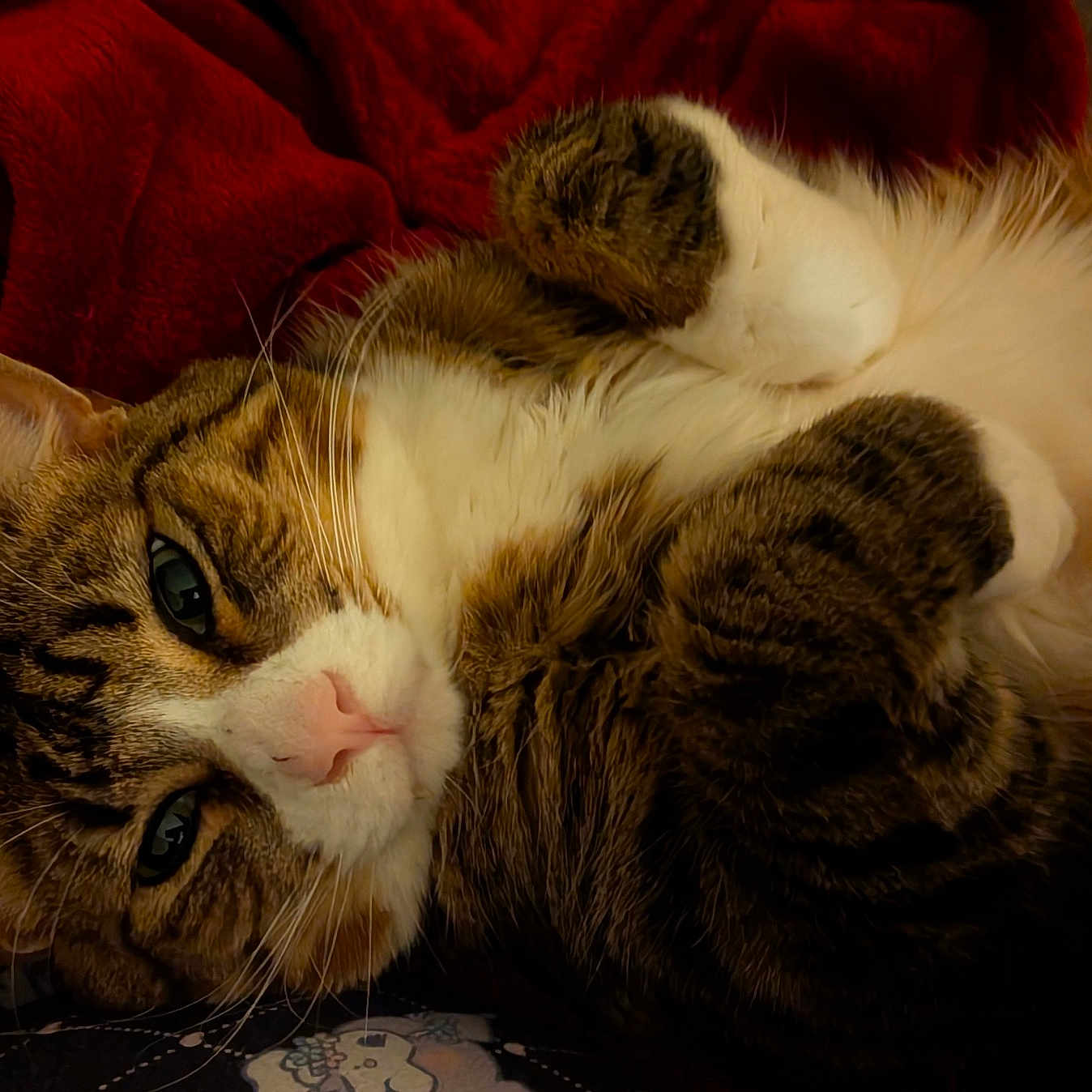Sammy
