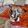 dog, blue_eyes, blanket, bed, pillow, indoor, resting, fur, canine, pet, comfort, relaxation, animal, snout, ears, tail, couch, home, cozy, fur_pattern