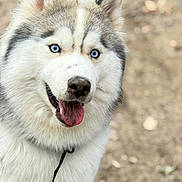 Skysky participe au concours pour gagner de l'argent avec cette photo : animal, blue_eyes, canine, close_up, collar, cute, dog, ears, fluffy_fur, friendly, fur, happy, muzzle, nature, outdoor, pet, playful, portrait, siberian_husky, tongue_out