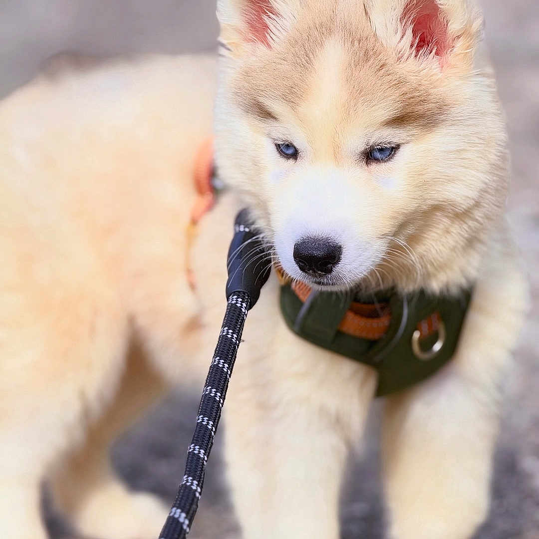 Skysky a rejoint le concours — aidez-le/la à gagner de superbes lots ! adorable, animal, background_blur, blue_eyes, canine, close_up, cute, dog, fluffy, fur, harness, husky, leash, nature, outdoor, pet, puppy, standing, walking, young_dog