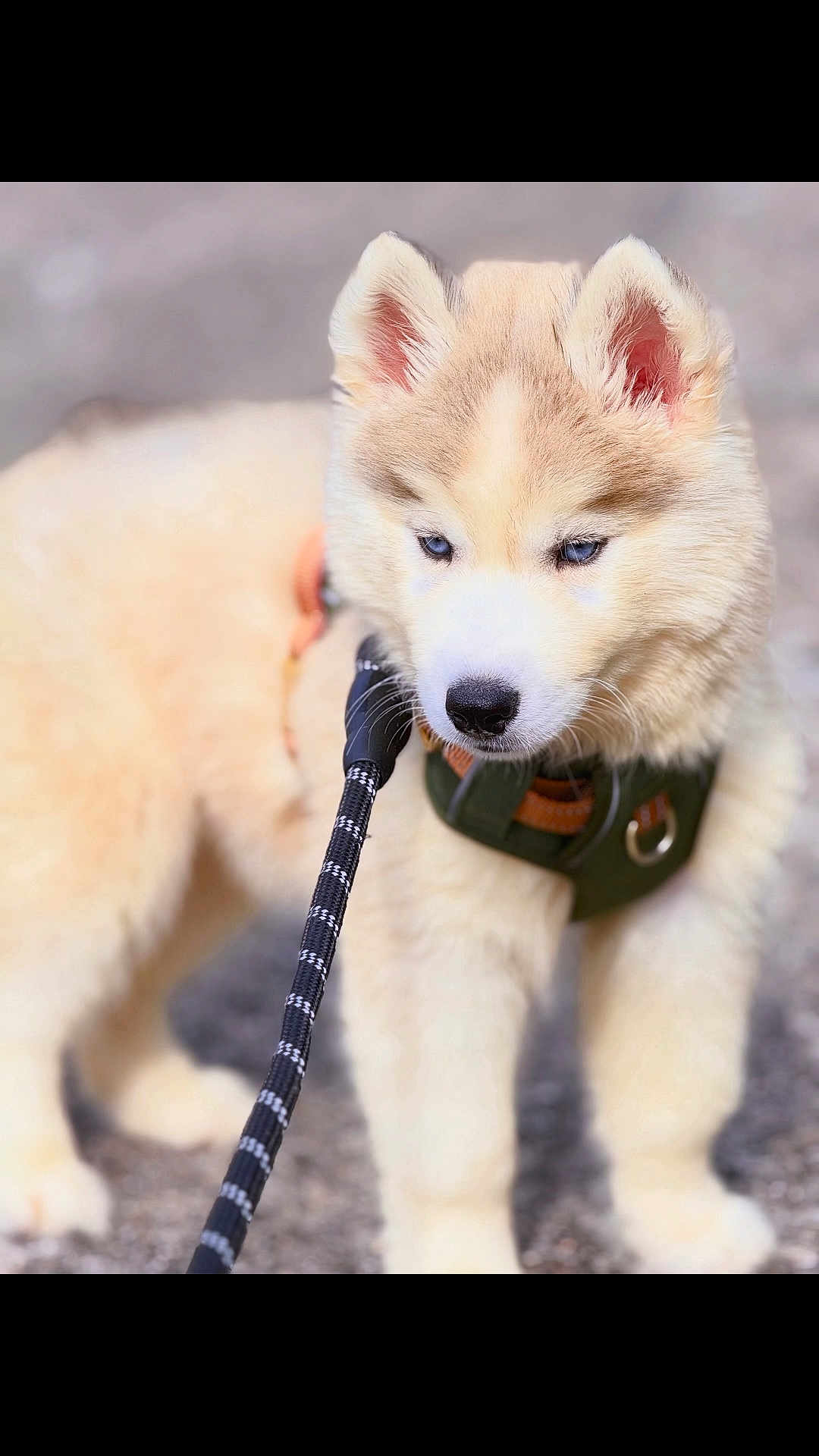 Skysky a rejoint le concours — aidez-le/la à gagner de superbes lots ! puppy, dog, husky, blue_eyes, harness, leash, outdoor, close_up, fluffy, walking, pet, animal, canine, young_dog, adorable, cute, fur, standing, background_blur, nature