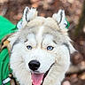 Skysky a rejoint le concours — aidez-le/la à gagner de superbes lots ! adventure, animal, blue_eyes, canine, closeup, dog, ears, fur, green, happy, harness, husky, nature, nose, outdoor, pet, portrait, smiling, tongue, walking