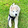 puppy, dog, husky, blue_eyes, grass, leash, harness, outdoor, pet, cute, animal, fur, canine, young, lying_down, nature, daylight, portrait, playful, adorable