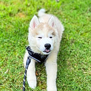 Sky participe au concours pour gagner de l'argent avec cette photo : puppy, dog, husky, grass, leash, harness, outdoor, pet, young, cute, animal, lying_down, playful, tongue_out, fur, nature, green, summer, portrait, canine
