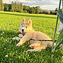 dog, puppy, husky, grass, park, outdoor, greenery, sunlight, blue_eyes, leash, chair, nature, playful, pet, summer, animal, field, relaxing, young, fluffy