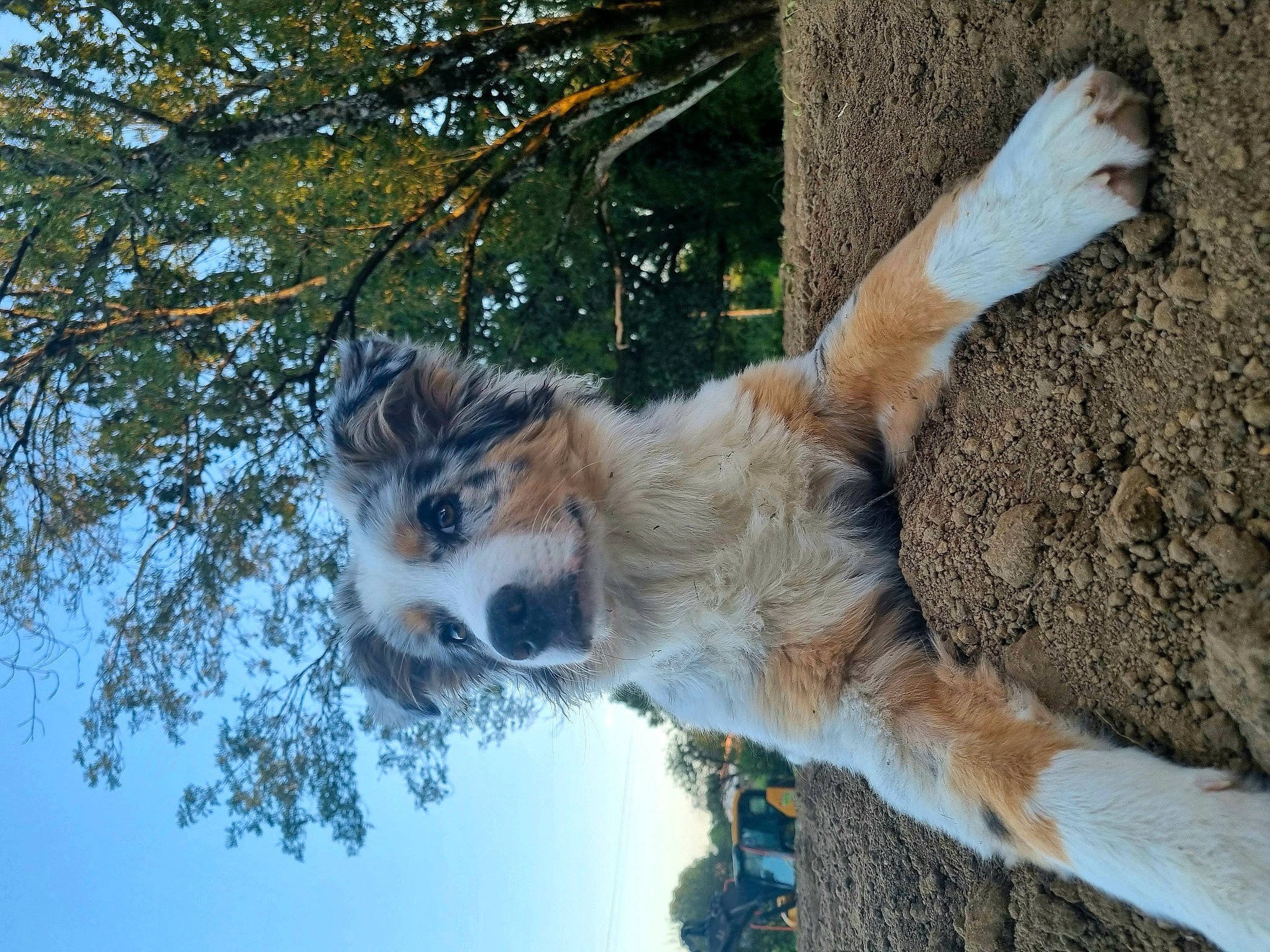 Yuka participe au concours pour gagner de l'argent avec cette photo : canidae, carnivore, dog_breed, fawn, felidae, fur, grass, plant, sky, small_to_medium_sized_cats, snout, tail, terrestrial_animal, tree, trunk, twig, whiskers, wildlife, winter, wood