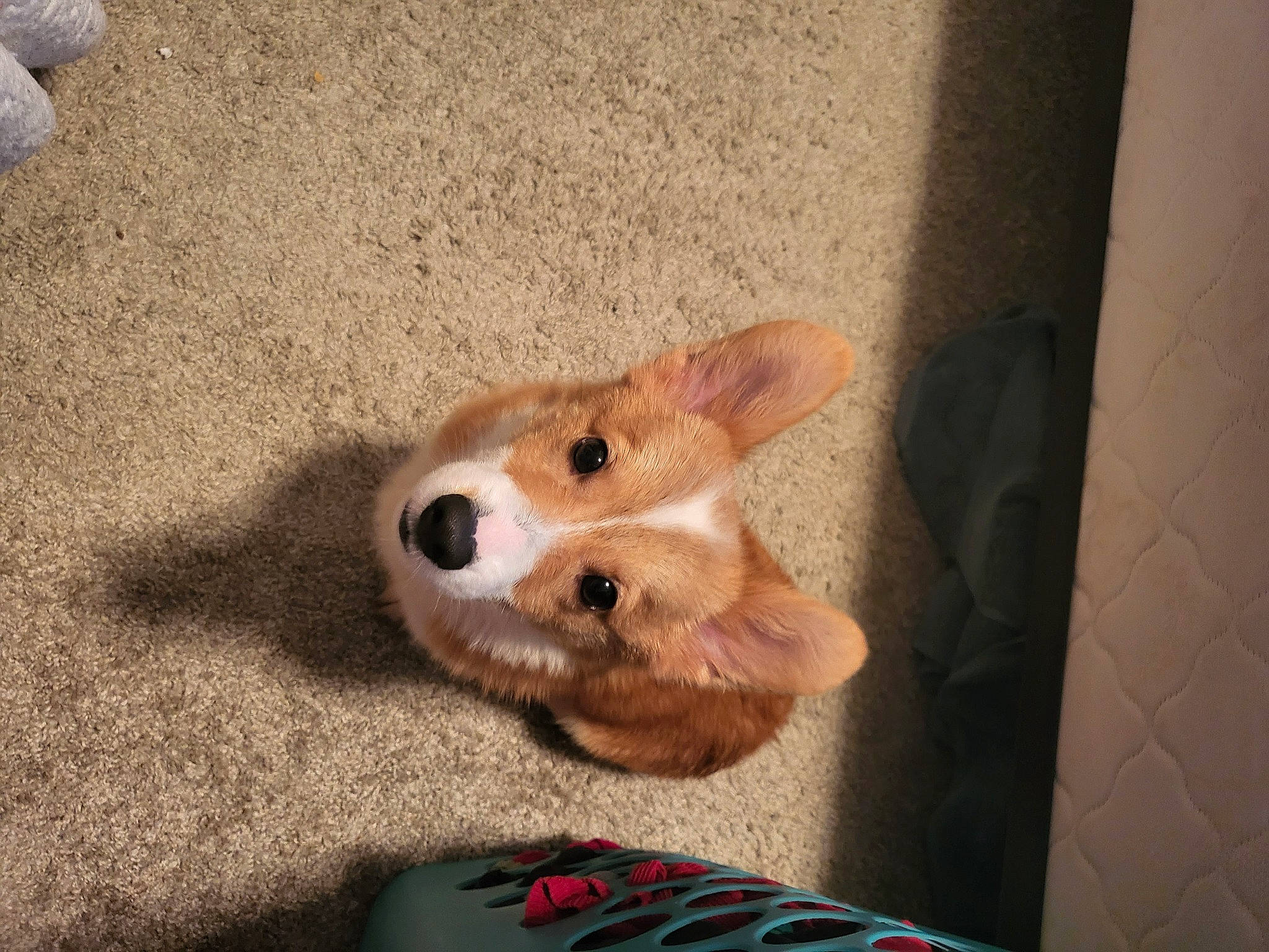 Kaito joined the competition — help win amazing prizes! canidae, carnivore, companion_dog, dog, dog_breed, ear, fawn, flooring, foot, fur, paw, snout, spitz, sporting_group, tail, toy_dog, welsh_corgi, whiskers, wood, working_animal