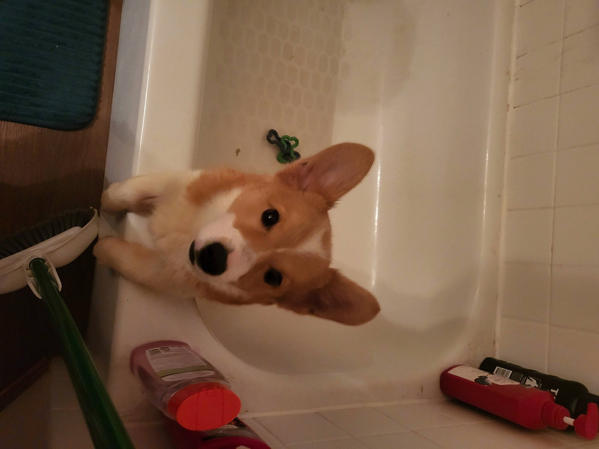 Kaito is registered to the contest to win money with this photo: canidae, carnivore, companion_dog, dog, dog_breed, dog_supply, dog_toy, fawn, felidae, flooring, fur, room, snout, spitz, sporting_group, stuffed_toy, tail, toy, whiskers, working_animal