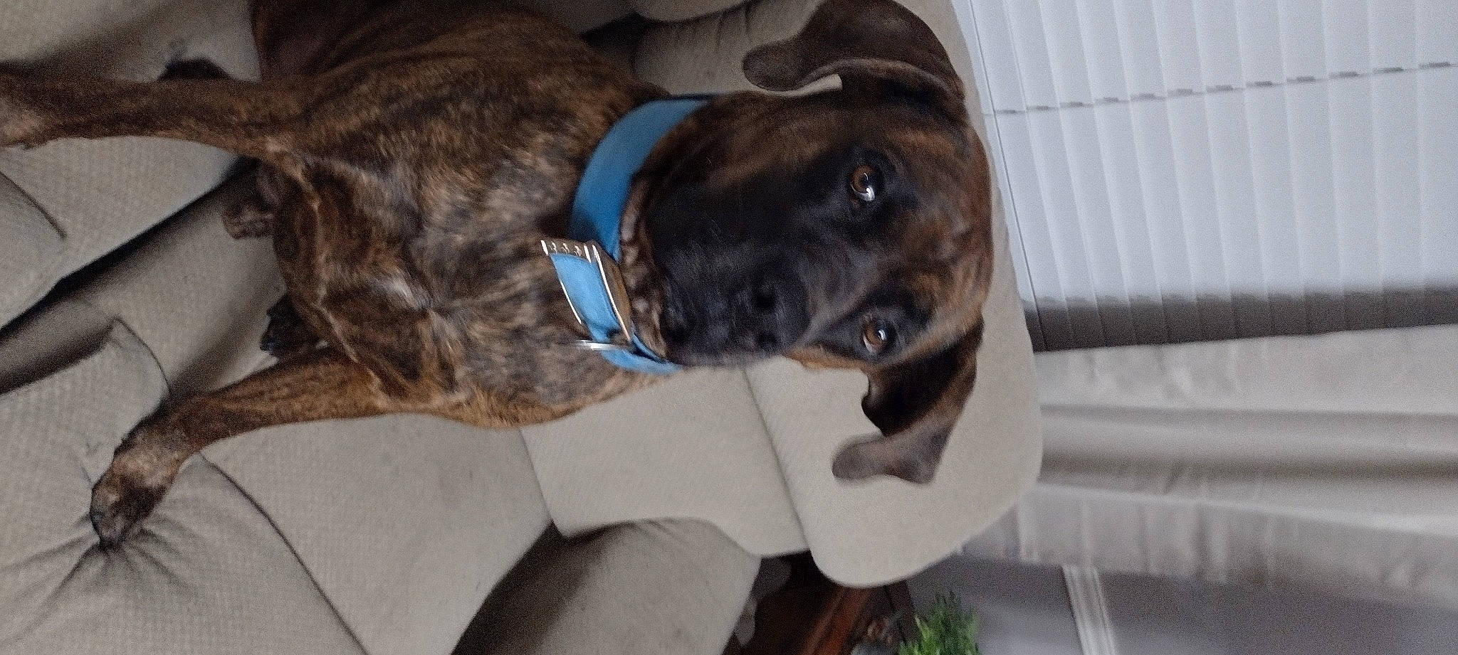 Charlie is registered to the contest to win money with this photo: canidae, carnivore, collar, companion_dog, dog, dog_breed, dog_collar, fawn, fur, guard_dog, gun_dog, leash, liver, pet_supply, plant, snout, sporting_group, tail, whiskers, working_animal