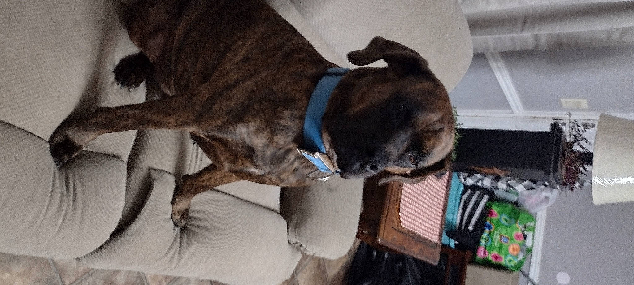 Charlie is registered to the contest to win money with this photo: canidae, carnivore, collar, comfort, companion_dog, dog, dog_breed, dog_collar, dog_supply, fawn, fur, guard_dog, liver, pet_supply, snout, sporting_group, tail, treeing_tennessee_brindle, whiskers, working_animal