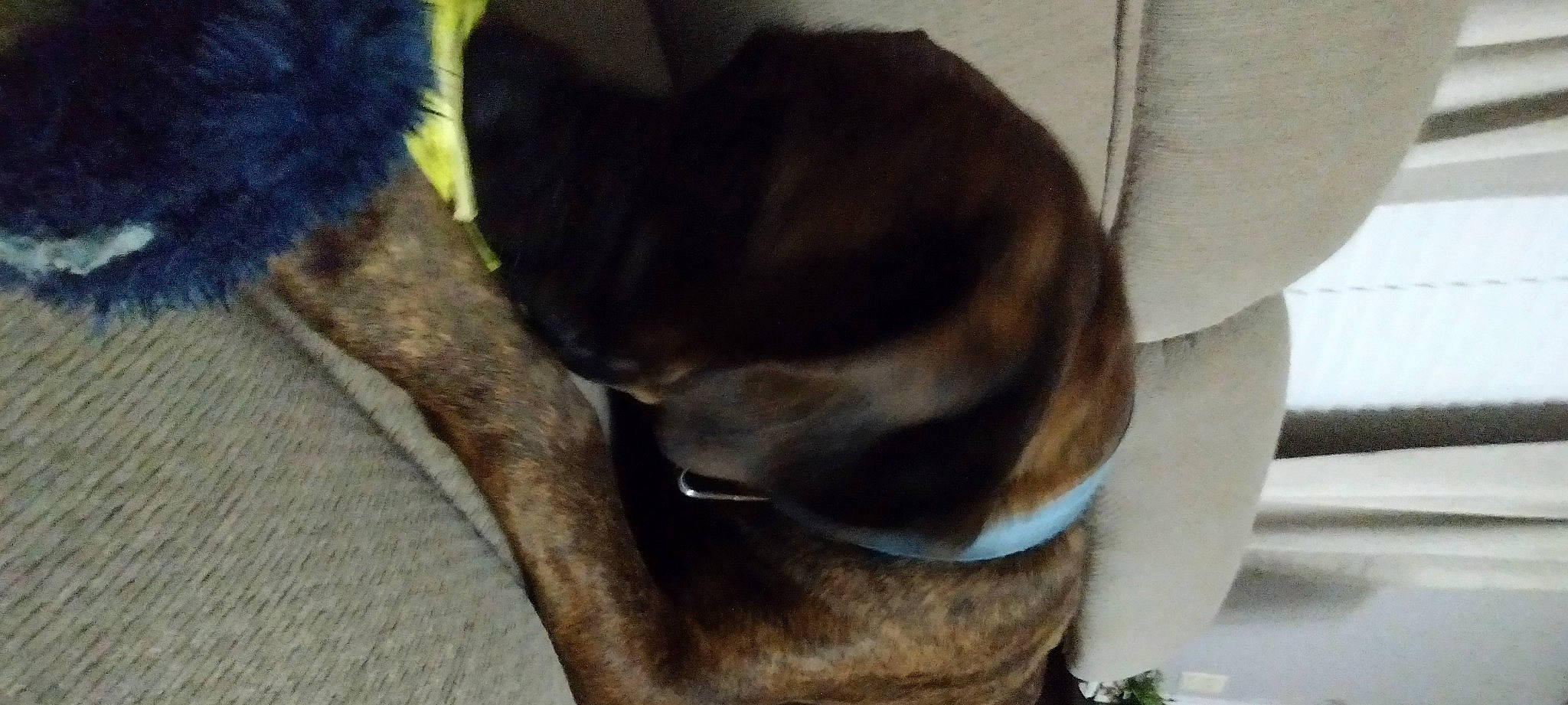 Charlie is registered to the contest to win money with this photo: carnivore, collar, companion_dog, dog, dog_breed, ear, fawn, felidae, fur, gesture, liver, natural_material, pet_supply, small_to_medium_sized_cats, snout, sporting_group, tail, terrestrial_animal, whiskers, working_animal