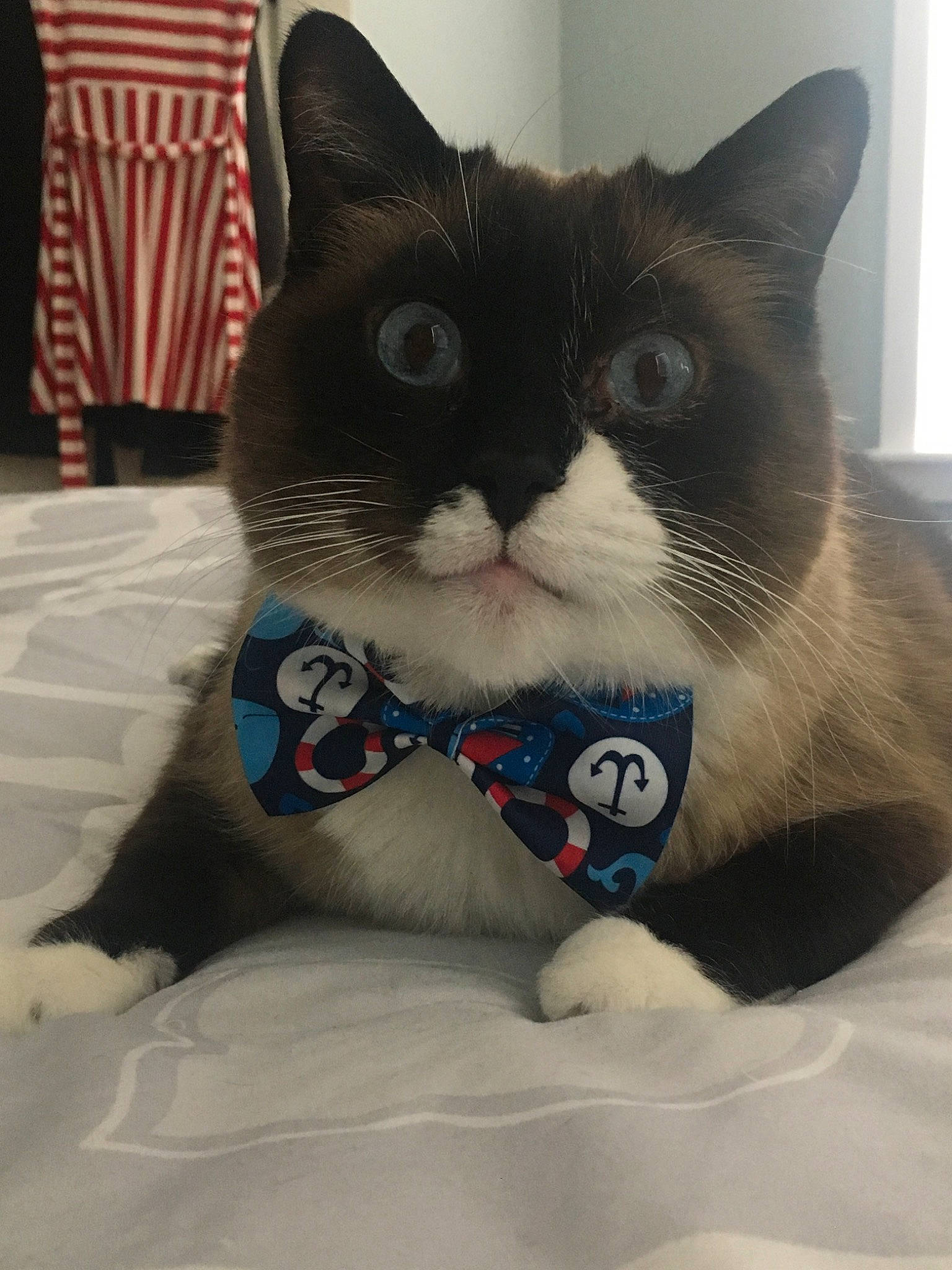 Landon joined the competition — help win amazing prizes! asian, black_cat, bow_tie, carnivore, cat, domestic_short_haired_cat, fashion_accessory, felidae, japanese_bobtail, kitten, mammal, small_to_medium_sized_cats, snout, tie, whiskers