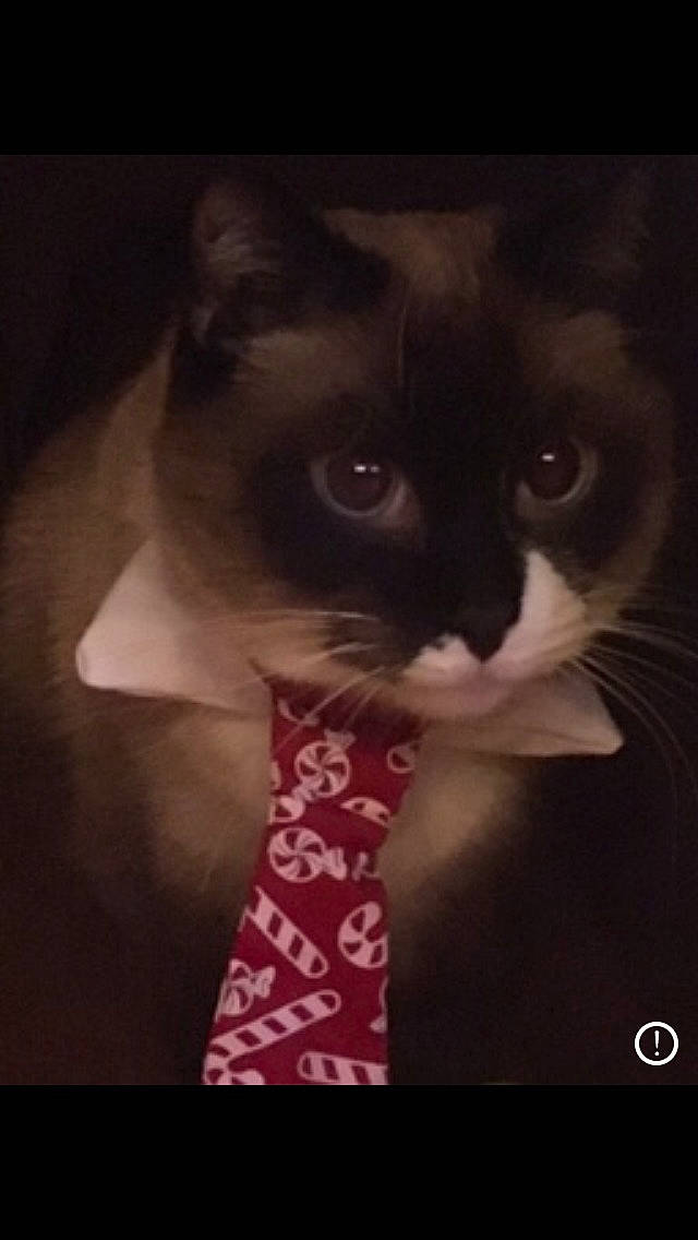 Landon joined the competition — help win amazing prizes! black_cat, carnivore, cat, domestic_short_haired_cat, ear, eye, felidae, kitten, nose, photo_caption, photography, small_to_medium_sized_cats, snout, whiskers