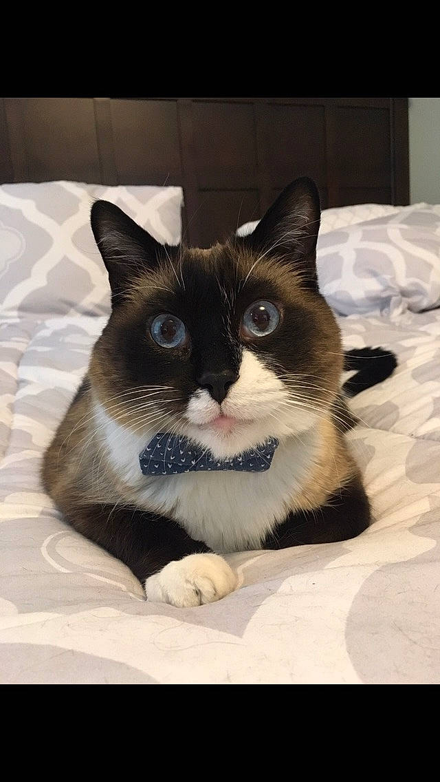 Landon is registered to the contest to win money with this photo: asian, black_and_white, black_cat, carnivore, cat, domestic_short_haired_cat, eye, felidae, kitten, mammal, nose, ojos_azules, siamese, small_to_medium_sized_cats, snout, snowshoe, thai, vertebrate, whiskers