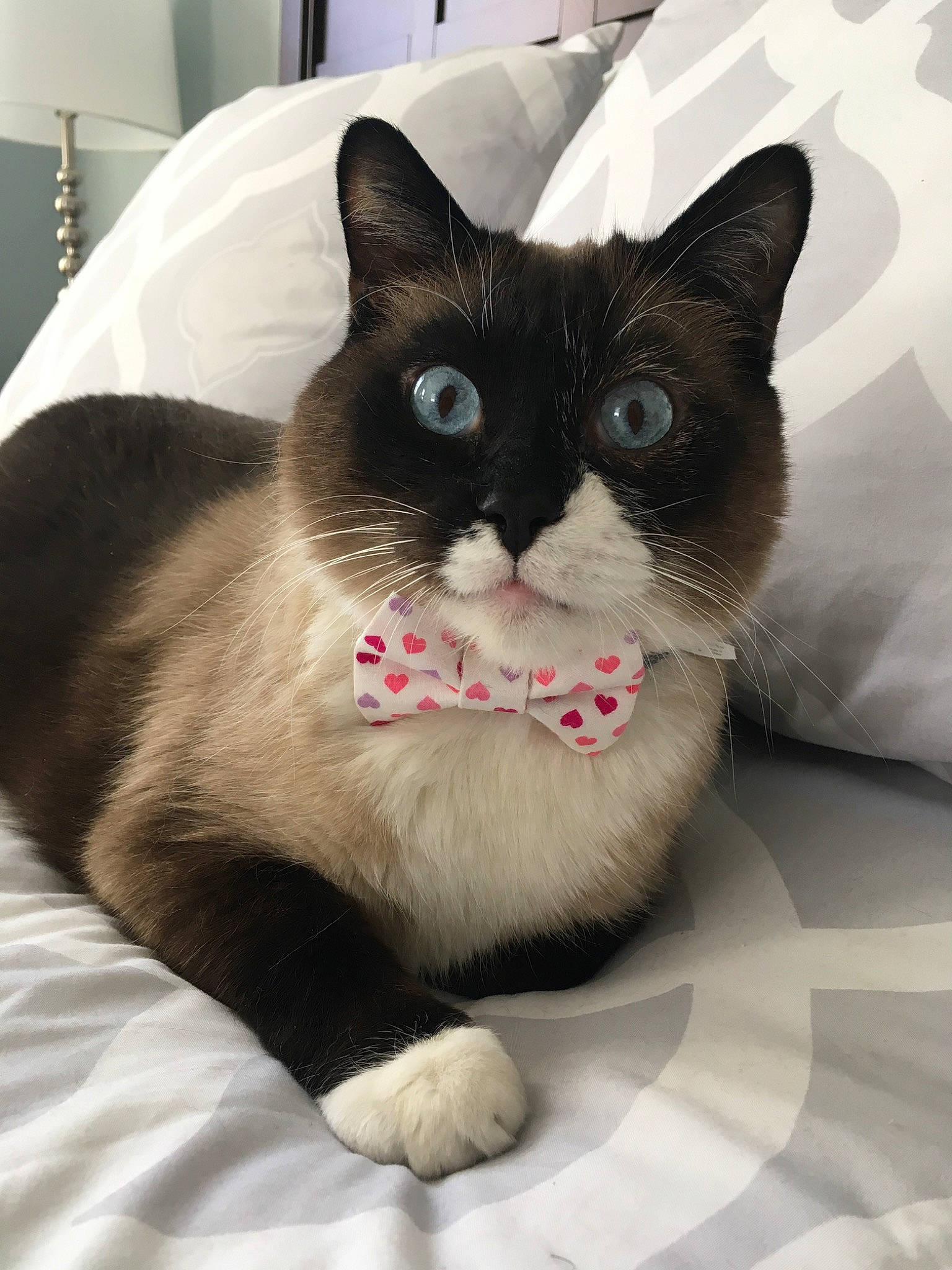 Landon joined the competition — help win amazing prizes! american_wirehair, asian, black_and_white, black_cat, carnivore, cat, domestic_short_haired_cat, felidae, kitten, mammal, ojos_azules, polydactyl_cat, small_to_medium_sized_cats, snout, snowshoe, thai, vertebrate, whiskers