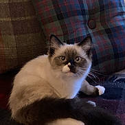 Harry is registered to the contest to win money with this photo: animal, blanket, cat, cozy, cushion, cute, domestic, ears, fluffy, fur, home, indoor, looking, pet, plaid, relaxed, resting, sitting, tail, whiskers