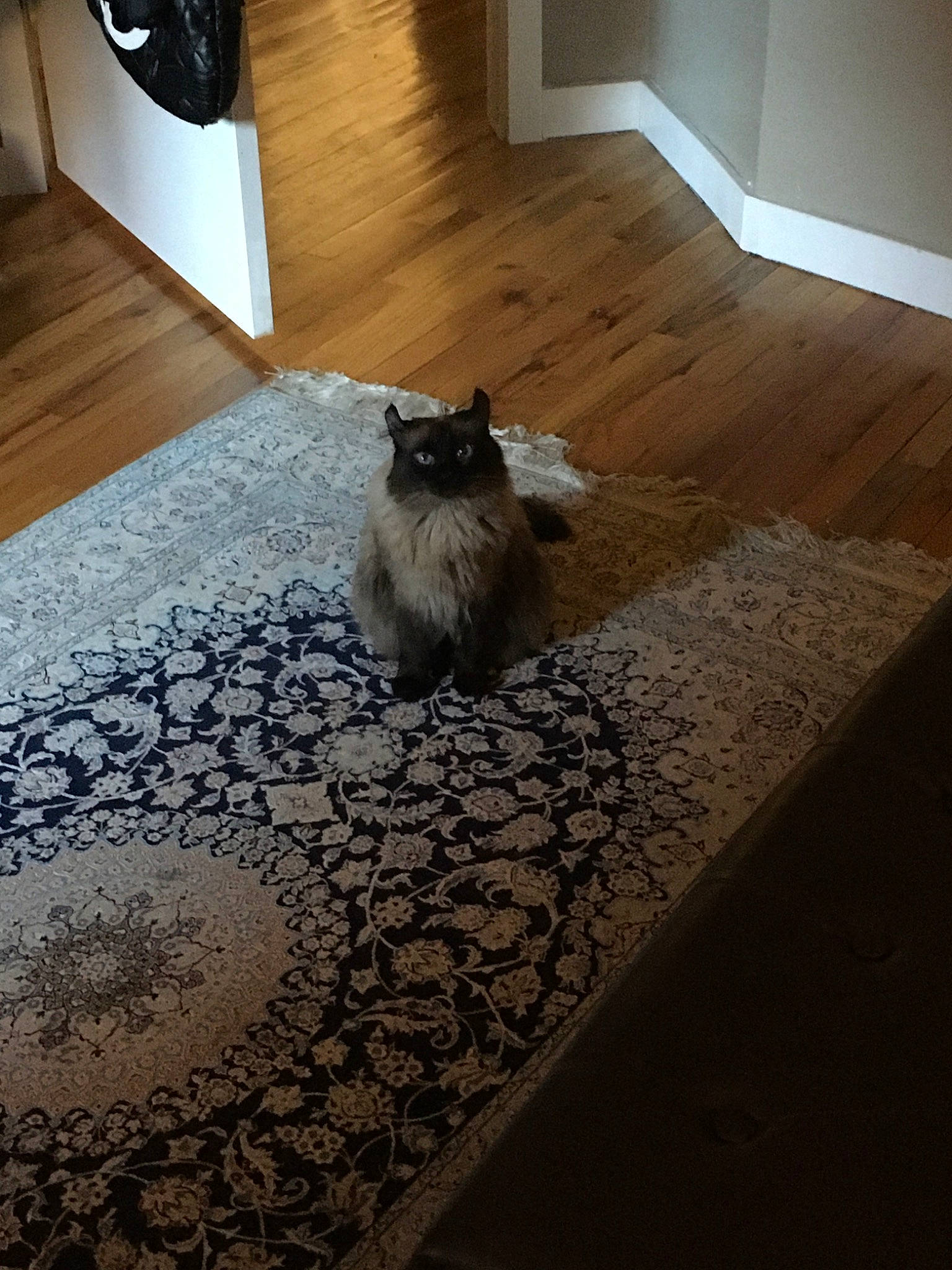 Fiona joined the competition — help win amazing prizes! canidae, carnivore, carpet, cat, fawn, felidae, floor, flooring, fur, hardwood, laminate_flooring, room, small_to_medium_sized_cats, tile, whiskers, wood, wood_flooring