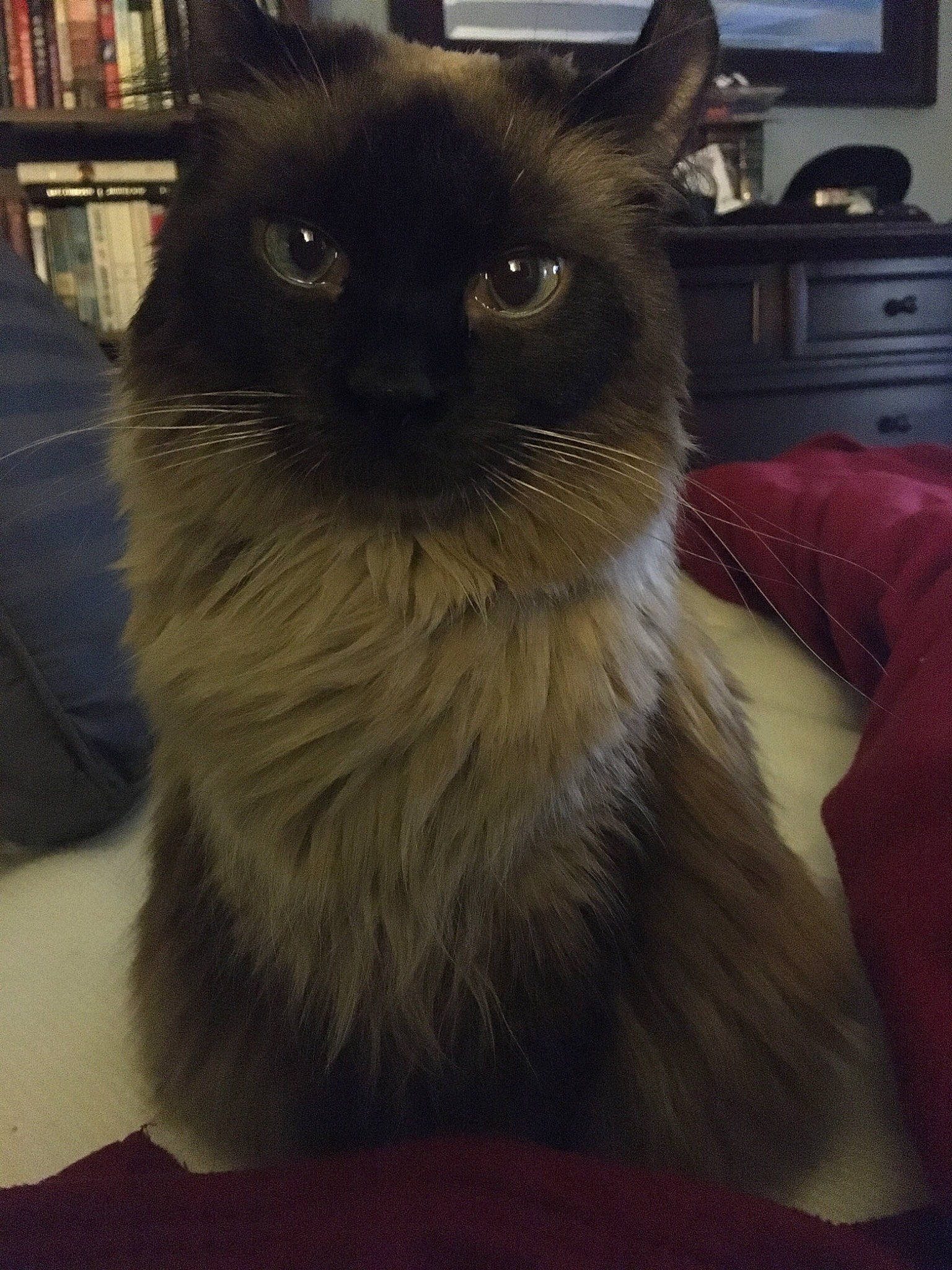 Fiona is registered to the contest to win money with this photo: asian, asian_semi_longhair, balinese, birman, burmese, carnivore, cat, domestic_long_haired_cat, felidae, fur, himalayan, mammal, nebelung, ragdoll, siamese, small_to_medium_sized_cats, snout, tonkinese, vertebrate, whiskers