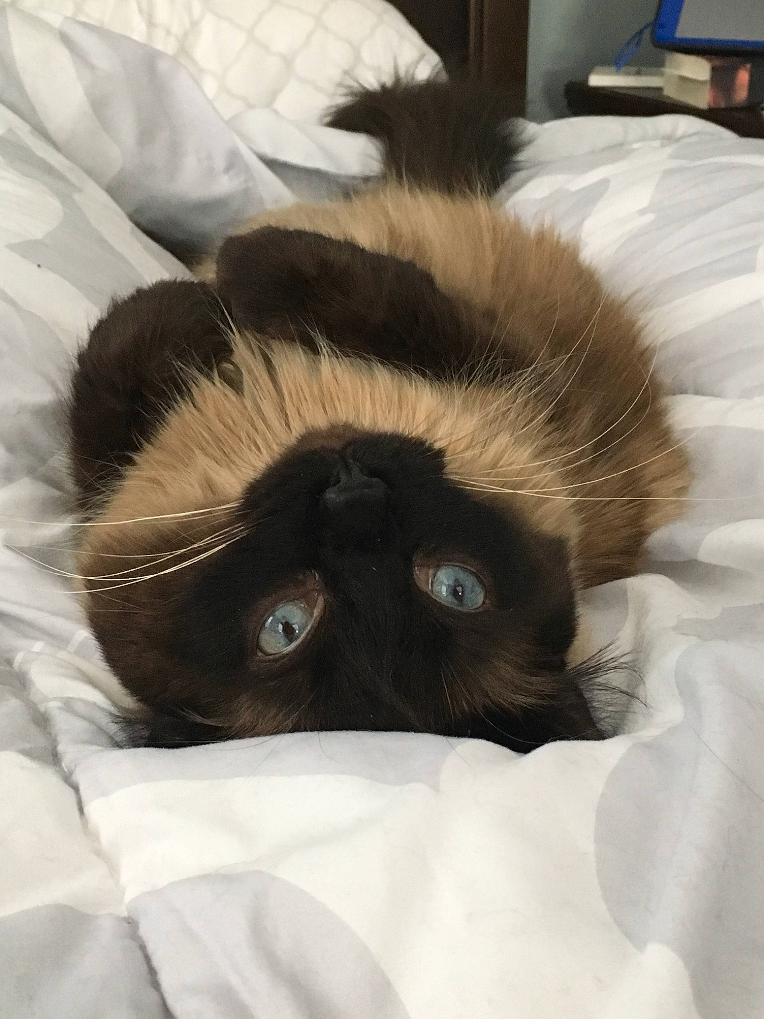 Fiona is registered to the contest to win money with this photo: birman, canidae, carnivore, cat, companion_dog, fawn, felidae, fur, himalayan, mammal, siamese, small_to_medium_sized_cats, snout, whiskers
