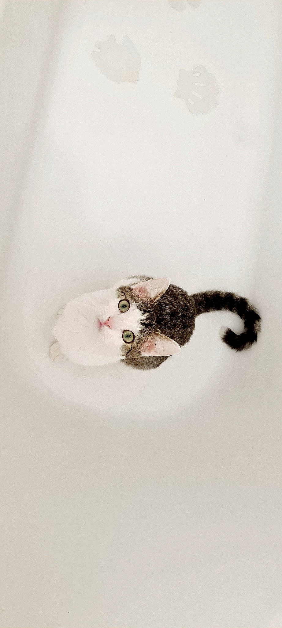 Câline participe au concours pour gagner de l'argent avec cette photo : art, beak, body_jewelry, button, ceiling, ceramic, circle, dishware, eyelash, fashion_accessory, font, head, jewellery, metal, moustache, owl, porcelain, serveware, shelf, tail