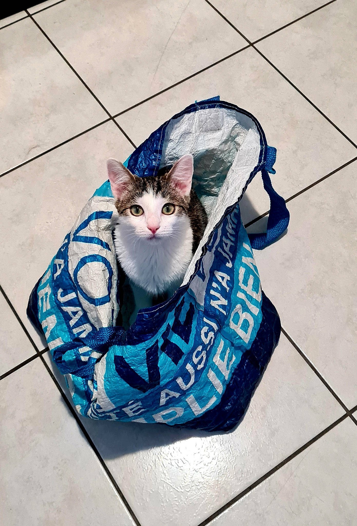 Câline a rejoint le concours — aidez-le/la à gagner de superbes lots ! blue, carnivore, cat, domestic_short_haired_cat, electric_blue, fashion_accessory, felidae, flooring, font, fur, pattern, photo_caption, rectangle, sitting, small_to_medium_sized_cats, snout, square, stairs, tail, whiskers