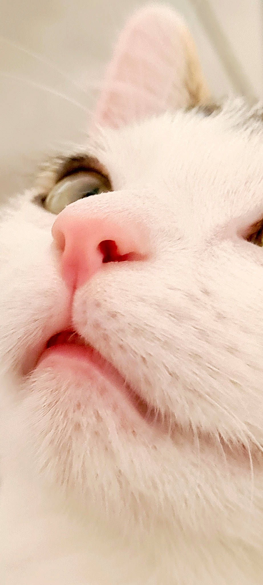 Câline participe au concours pour gagner de l'argent avec cette photo : beard, carnivore, cat, close_up, domestic_short_haired_cat, ear, eye, eyebrow, eyelash, felidae, fur, jaw, moustache, nose, paw, peach, small_to_medium_sized_cats, snout, textile, whiskers