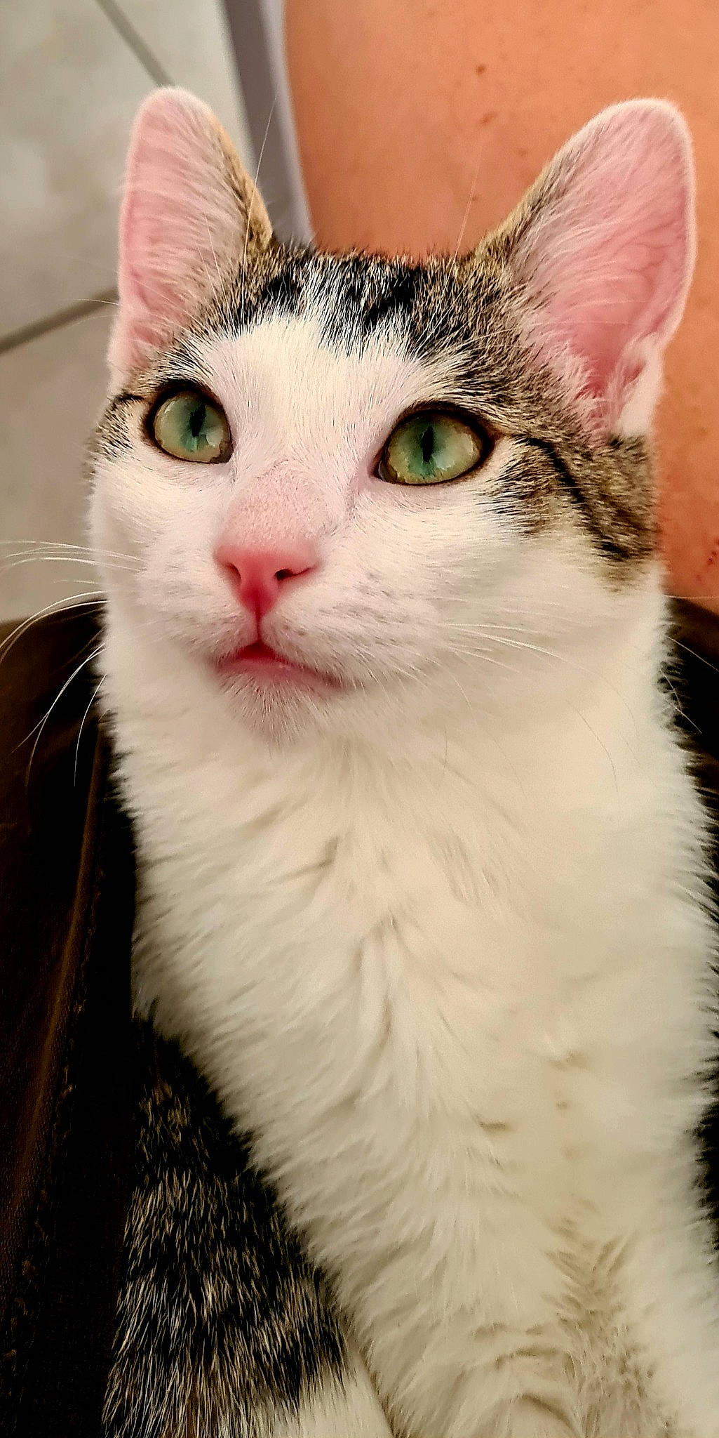 Câline participe au concours pour gagner de l'argent avec cette photo : carnivore, cat, close_up, domestic_short_haired_cat, felidae, fur, small_to_medium_sized_cats, snout, tree, whiskers, window