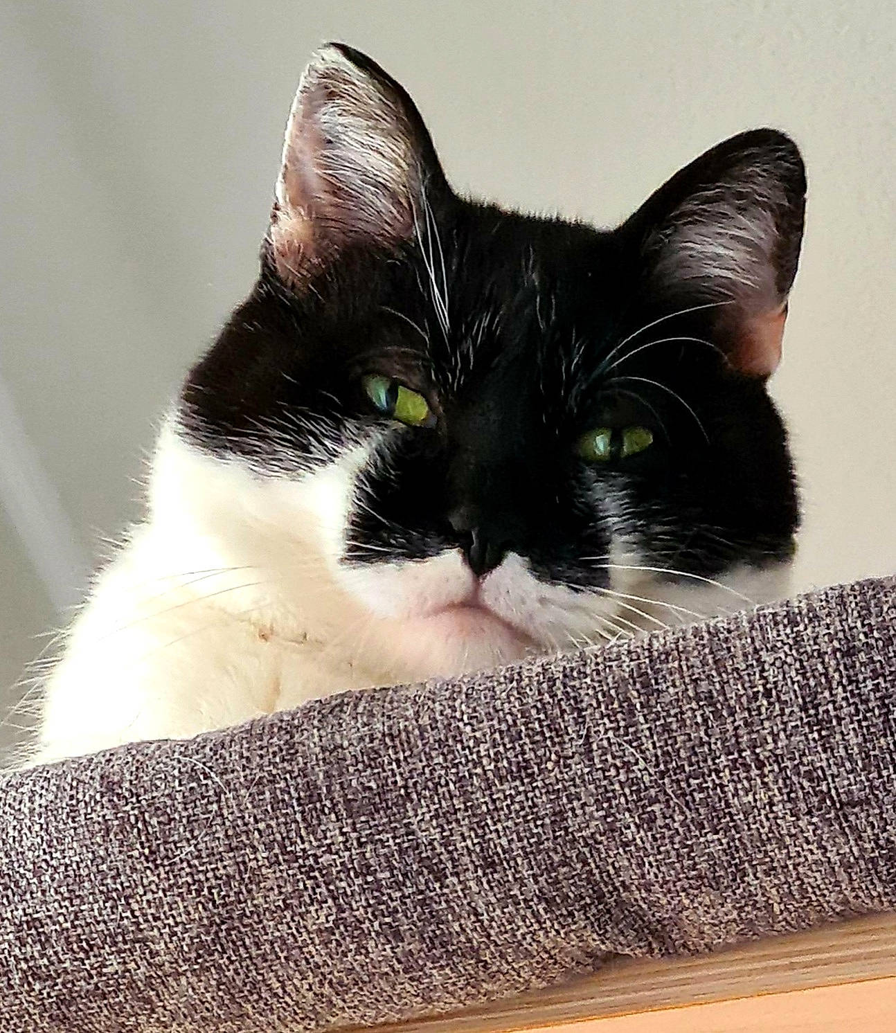 Regliss a rejoint le concours — aidez-le/la à gagner de superbes lots ! art, black_cat, carnivore, cat, comfort, domestic_short_haired_cat, felidae, fur, linens, nap, paw, rectangle, sleep, small_to_medium_sized_cats, square, tail, whiskers, wood