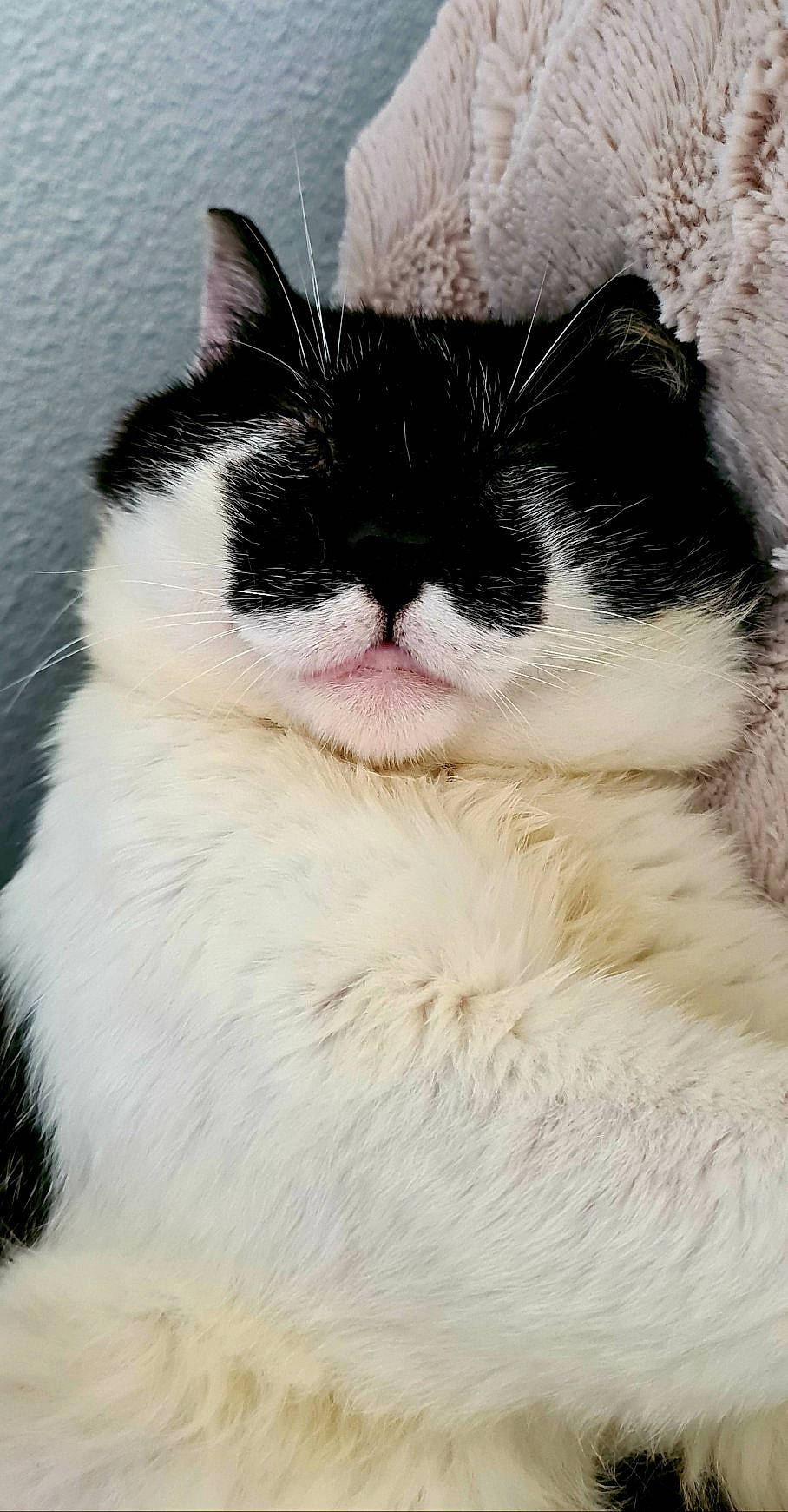 Regliss participe au concours pour gagner de l'argent avec cette photo : carnivore, cat, comfort, domestic_short_haired_cat, eye, felidae, fur, human_body, iris, jaw, small_to_medium_sized_cats, snout, tail, terrestrial_animal, whiskers