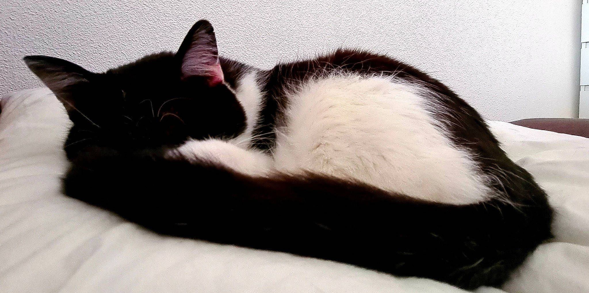 Regliss a rejoint le concours — aidez-le/la à gagner de superbes lots ! carnivore, cat, comfort, domestic_short_haired_cat, felidae, fur, nap, paw, sleep, small_to_medium_sized_cats, snout, tail, terrestrial_animal, whiskers