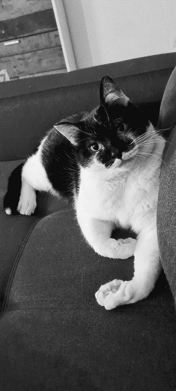 Regliss participe au concours pour gagner de l'argent avec cette photo : black_and_white, carnivore, cat, claw, comfort, domestic_short_haired_cat, felidae, fur, grey, human_leg, leg, monochrome, monochrome_photography, paw, small_to_medium_sized_cats, snout, style, tail, tints_and_shades, whiskers