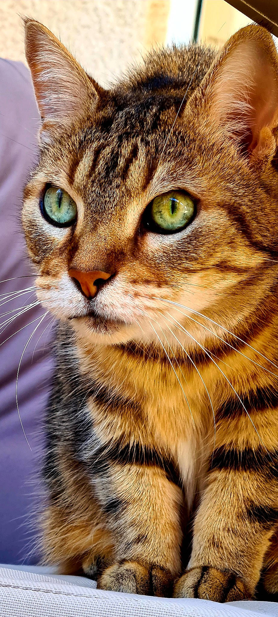 Kanelle participe au concours pour gagner de l'argent avec cette photo : carnivore, cat, close_up, domestic_short_haired_cat, eye, felidae, fur, grass, iris, photography, small_to_medium_sized_cats, snout, tail, terrestrial_animal, whiskers, wildlife