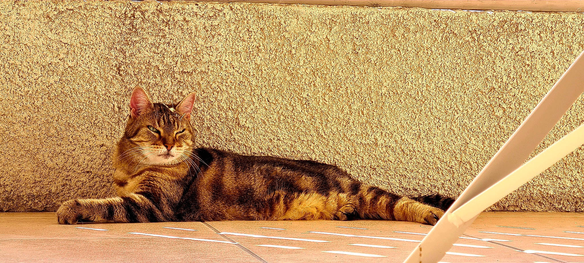 Kanelle participe au concours pour gagner de l'argent avec cette photo : carnivore, cat, comfort, domestic_short_haired_cat, eye, fawn, felidae, flooring, fur, grass, paw, rectangle, small_to_medium_sized_cats, snout, tail, terrestrial_animal, wall, whiskers, wildlife, wood
