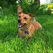 Rocki a rejoint le concours — aidez-le/la à gagner de superbes lots ! dog, brown_dog, grass, outdoor, tree, sunlight, happy, pet, nature, collar, canine, smiling, greenery, summer, playful, animal, leaves, park, daytime, relaxed