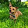 Rocki