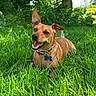 dog, brown_dog, grass, outdoor, tree, sunlight, happy, pet, nature, collar, canine, smiling, greenery, summer, playful, animal, leaves, park, daytime, relaxed