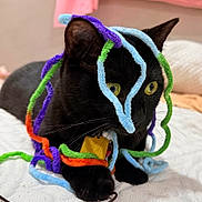 Goober is registered to the contest to win money with this photo: black_cat, cat, pet, pipe_cleaners, colorful, yellow_eyes, whiskers, indoor, cozy, fuzzy, curious, playing, soft_surface, close_up, animal, feline, domestic_cat, resting, cute, collar